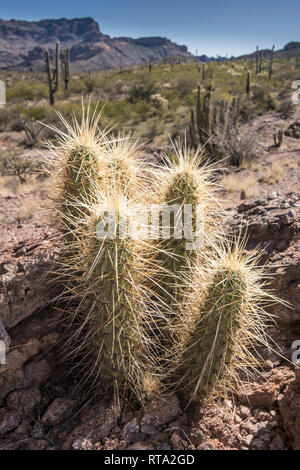 Paysage panoramique avec cactus hérisson à Wildhorse Réservoirs, AJO Mountain Loop Road, orgue Pipe Cactus National Monument, le centre-sud de l'Arizona, USA Banque D'Images