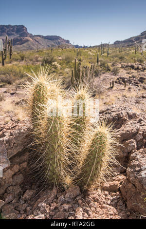 Paysage panoramique avec cactus hérisson à Wildhorse Réservoirs, AJO Mountain Loop Road, orgue Pipe Cactus National Monument, le centre-sud de l'Arizona, USA Banque D'Images