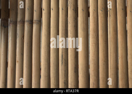 Motif bambou sec . texture background Banque D'Images
