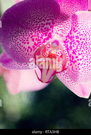 Orchidées d'être exposé à Kew Gardens orchid festival. Banque D'Images