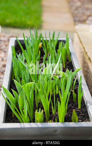 Gros plan de pousses vertes de jonquilles et de tulipes bulbes de printemps croissant dans une dépression au printemps Angleterre Royaume-Uni Grande-Bretagne Banque D'Images