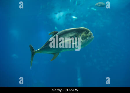 (Jack Crevalle Caranx hippos), également connu sous le nom de la politique commune de jack. Banque D'Images