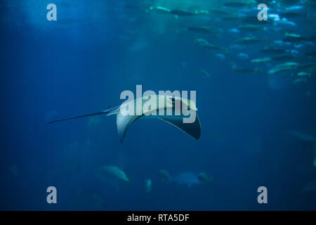 Eagle Ray commun (Myliobatis aquila) à l'Océanarium de Lisbonne (Oceanário de Lisboa) à Lisbonne, Portugal. Banque D'Images