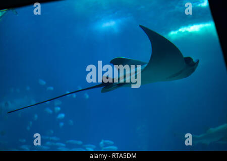 Bull ray (Aetomylaeus bovinus) à l'Océanarium de Lisbonne (Oceanário de Lisboa) à Lisbonne, Portugal. Banque D'Images