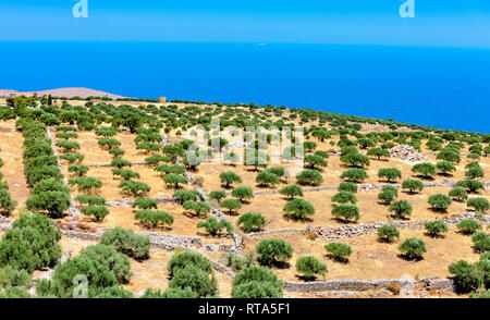 Belle vue d'une plantation d'oliviers sur la montagne de Crète en Grèce Banque D'Images