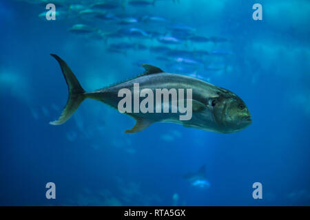 (Jack Crevalle Caranx hippos), également connu sous le nom de la politique commune de jack. Banque D'Images