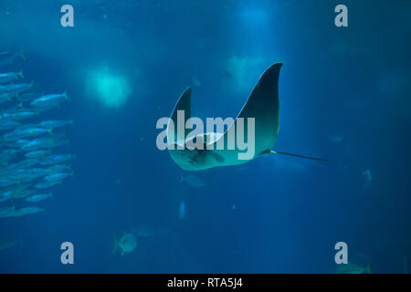 Eagle Ray commun (Myliobatis aquila) à l'Océanarium de Lisbonne (Oceanário de Lisboa) à Lisbonne, Portugal. Banque D'Images