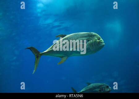 (Jack Crevalle Caranx hippos), également connu sous le nom de la politique commune de jack. Banque D'Images