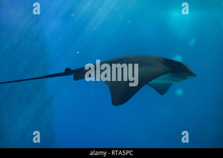 Eagle Ray commun (Myliobatis aquila) à l'Océanarium de Lisbonne (Oceanário de Lisboa) à Lisbonne, Portugal. Banque D'Images