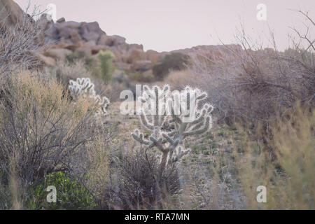 Californie rougeoyant Cactus dans Joshua Tree National Park Banque D'Images