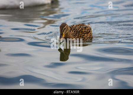 Le canard brun nage dans le Danube sur le quai de Zemun à la recherche de nourriture dans l'eau. Banque D'Images