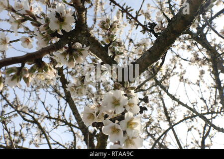 Belles fleurs blanches de l'amandier, une photographie capturée à la lumière du jour en un peu de temps après ils apparaissent au début du printemps. Banque D'Images