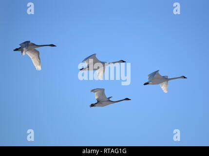 Les cygnes trompettes en formation à Seedskadee National Wildlife Refuge dans Sweetwater County, Wyoming. Banque D'Images