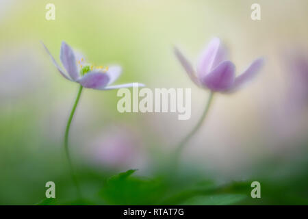 Fleurs sauvages de rêve, bois anemone nemerosa. Fragilité, pureté florale pristine romantique Banque D'Images