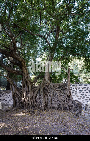 Thermes de Fasiladas Noth à Gondar, Ethiopie, Afrique Banque D'Images