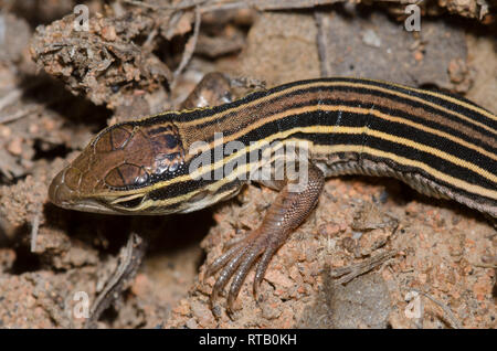 Racerunner Six bordées, Aspidoscelis sexlineata Banque D'Images