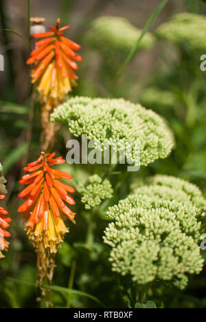 Fiery orange et jaune Kniphofia (Red Hot Poker) combiné avec Sedum blanc frais généraux dans un jardin UK Border en été. Banque D'Images