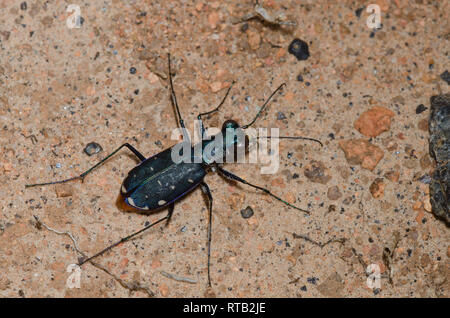 L'Est de Red-bellied Tiger Beetle, Cicindela rufiventris Banque D'Images