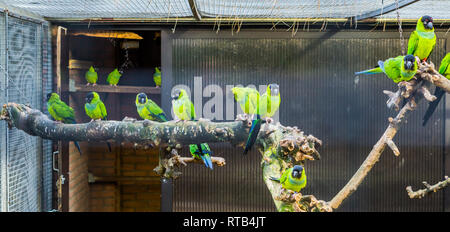 Les conures Nanday pleine volière avec animaux domestiques populaires, à l'aviculture, oiseaux tropicaux d'Amérique Banque D'Images