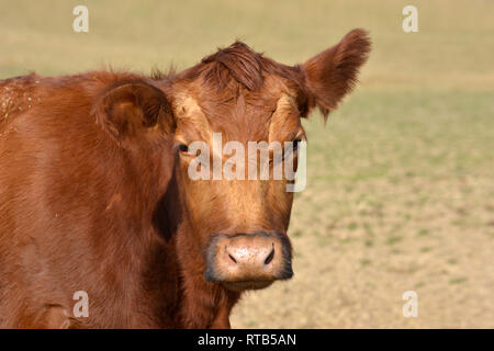 Gros plan d'une tête de bétail Aberdeen Angus rouge Banque D'Images