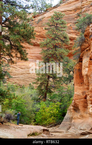 Ecrasée par un pin ponderosa, un visiteur prend une photo au pied de falaises de grès Navajo, Zion National Park, Utah, USA. Banque D'Images