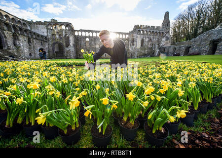 Artiste gallois et BGT Nathan Wyburn finaliste organise des jonquilles à créer un portrait de Saint David, saint patron du Pays de Galles, dans la cour de St Davids évêché de St David, Pembrokeshire, Pays de Galles, dans le cadre des célébrations partout au pays le 1er mars. Banque D'Images