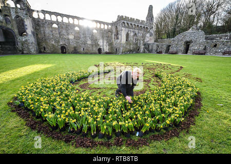 Artiste gallois et BGT Nathan Wyburn finaliste organise des jonquilles à créer un portrait de Saint David, saint patron du Pays de Galles, dans la cour de St Davids évêché de St David, Pembrokeshire, Pays de Galles, dans le cadre des célébrations partout au pays le 1er mars. Banque D'Images