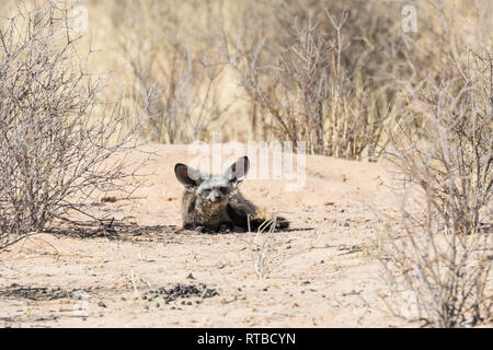 Petit bat-eared fox (Otocyon megalotis) située à l'embouchure de la den sur le sable Kalahari, Kgalagadi Transfrontier Park, Northern Cape, Afrique du Sud Banque D'Images