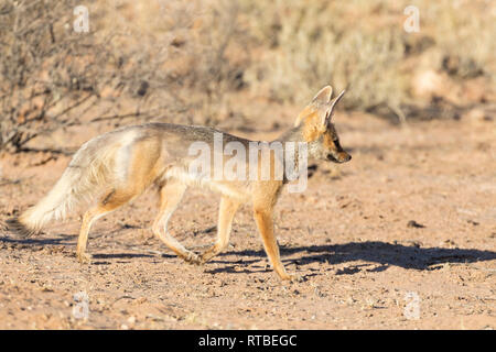 Cape Fox ou Silver Fox, adossé à Vulpes chama, à l'aube,, Kgalagadi Transfrontier park, Northern Cape, Afrique du Sud, du Kalahari Banque D'Images