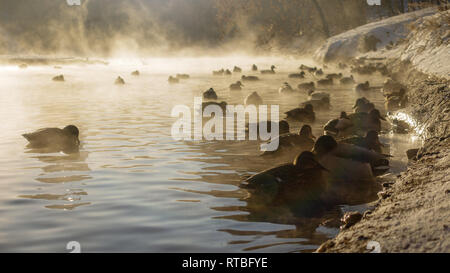 Canards nager dans la rivière près de la rive dans le brouillard contre le soleil en hiver Banque D'Images