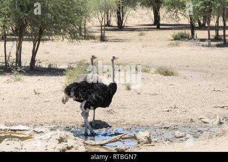 Les mâles et femelles, autruche Struthio camelus, à un étang, Kgalagadi Transfrontier Park, Kalahari, le nord de l'Afrique du Sud Le Cap Banque D'Images