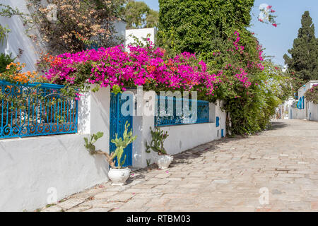 Blue clôture dans la ville tunisienne de Sidi Bou Saïd, avec de nombreuses fleurs colorées, Tunisie Banque D'Images