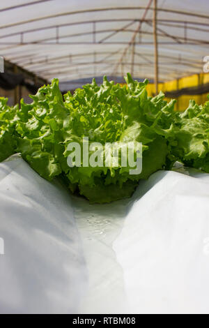De l'eau Débit d'eau de laitue de serre à l'intérieur de la Plantation avec système hydroponique Banque D'Images