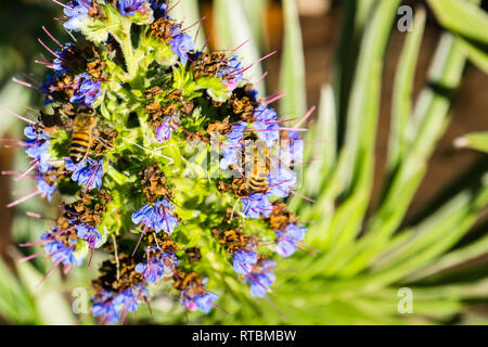 Les abeilles (Anthophila) sur la fierté de Madère (Echium Candicans) fleur, Californie Banque D'Images