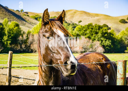 Portrait d'un jeune cheval brun derrière un fil barbelé, en Californie Banque D'Images