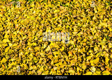 Automne feuilles jaune d'or arbre ginkgo tombé au sol, en Californie Banque D'Images