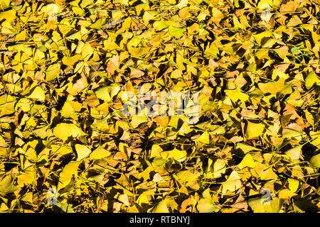 Automne feuilles jaune d'or arbre ginkgo tombé au sol, en Californie Banque D'Images