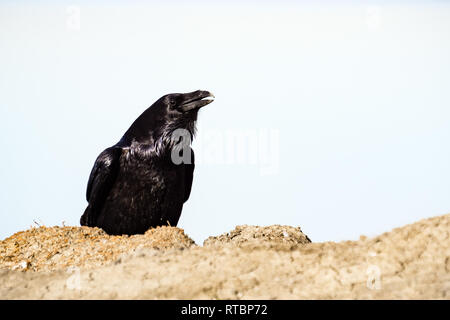 Raven close up, Californie Banque D'Images