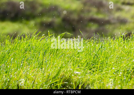 Gouttes de pluie sur l'herbe vert vif, Coyote, préserver l'espace ouvert de la vallée de Californie Banque D'Images