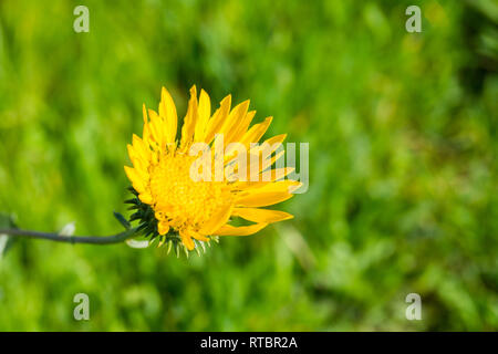 Grande Vallée Gumweed, Grande Vallée (Gumplant Grindelia camporum, Grindelia robusta) floraison, Californie Banque D'Images