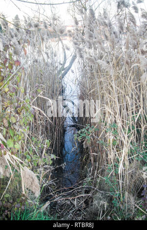 Petite rivière ou sur le canal au milieu des plantes et des arbustes se jette dans le grand lac Banque D'Images