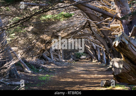 Sentier à travers les arbres cyprès (Cupressus macrocarpa), Californie Banque D'Images