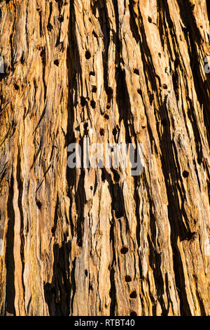 Close up of old l'écorce des arbres de pins morts avec les trous percés sur elle par acorn pics, Californie Banque D'Images