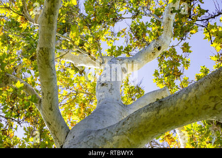 Western sycomore (Platanus racemosa) Vue de dessous, en Californie Banque D'Images