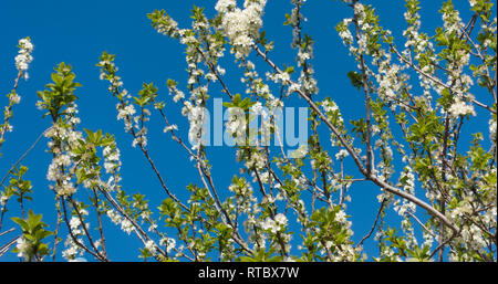 Belles fleurs de prunier et ciel bleu. Fleurs blanches sur une branche. Banque D'Images