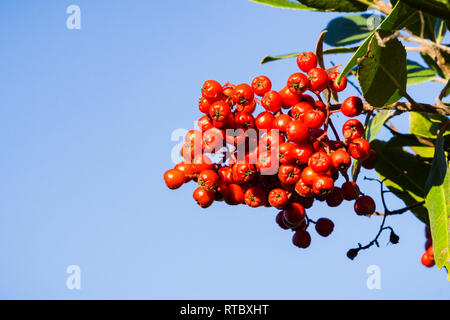 Toyon rouge vif (Heteromeles) petits fruits, en Californie Banque D'Images