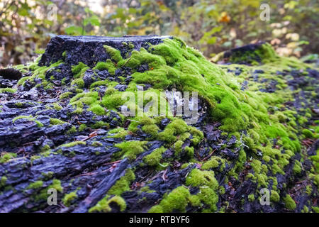 Mousse sur un tronc d'arbre après la pluie, en Californie Banque D'Images