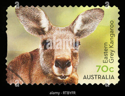 L'AUSTRALIE - circa 2015 : timbre imprimé dans l'Australie présente le kangourou gris, série animaux australiens, vers 2015 Banque D'Images