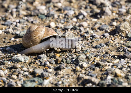 Escargot noir traversant un sentier de gravier, en Californie Banque D'Images