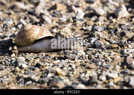 Escargot noir traversant un sentier de gravier, en Californie Banque D'Images